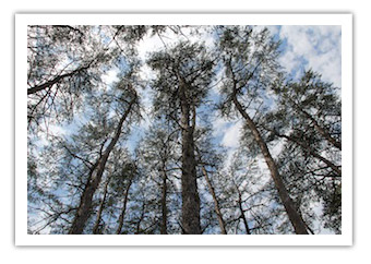 Trees