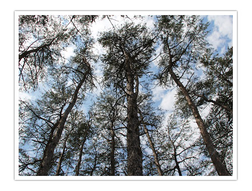 Trees